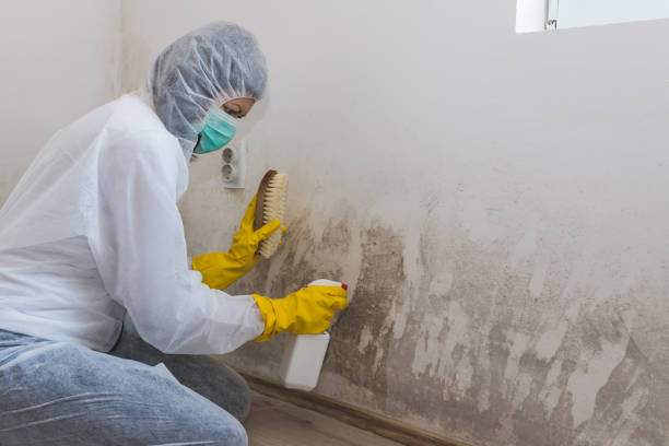 Best Certified Mold Removal  in West Belmar, NJ