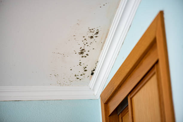 Best Black Mold Removal  in West Belmar, NJ