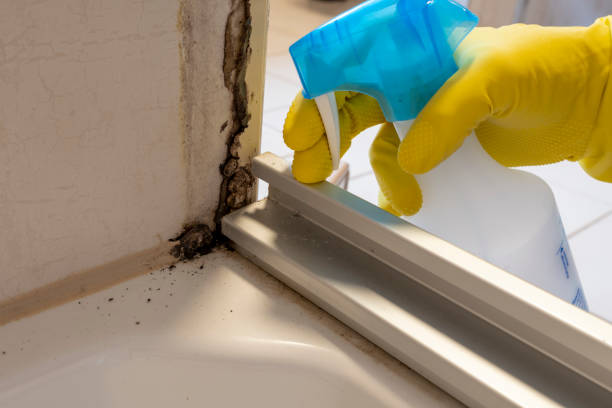 Best Local Mold Removal Service  in West Belmar, NJ