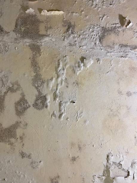 Best Black Mold Removal  in West Belmar, NJ