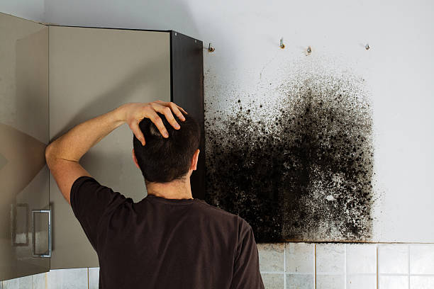 Best Residential Mold Removal  in West Belmar, NJ