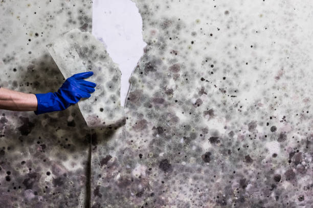 Office Mold Removal Services in West Belmar, NJ