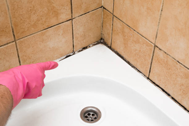 Best Black Mold Removal  in West Belmar, NJ
